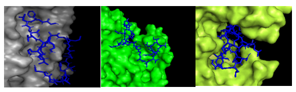 nteracción de la Cruzioseptina CC-17 (azul) con a).
Proteasa aspártica secretada (amarillo) b). Proteína Transglicosidada
1b (verde) c). Hidrolasa AmiA (gris)