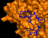 Interacción de la Cruzioseptina CC-17 (azul) con
la enzima ADN girasa (naranja)