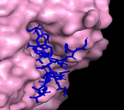 Interacción de la Cruzioseptina CC-17 (azul) con
la enzima Exo-B-(1,3)-glucanasa
(rosa)