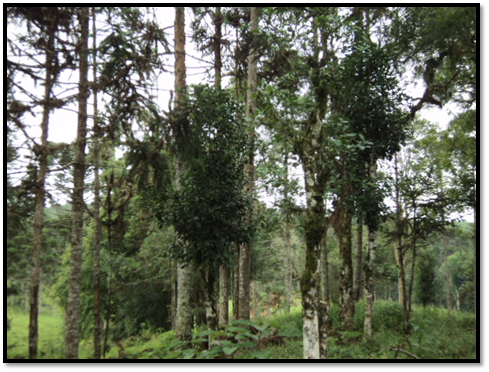 Erval em sub-bosques com pastagem.