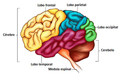 Representação
cerebral