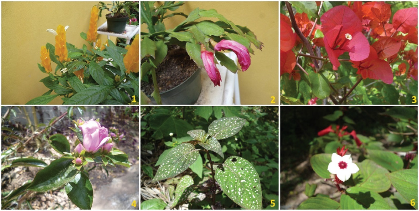 Especies
introducidas del Jardín Botánico del Centro de Interpretación Ambiental Felipe
II. 1. Pachystachys lutea; 2. Hatiora sp.; 3. Bougainvillea glabra; 4. Pereskia grandifolia; 5. Hypoestes phyllostachya;
6. Mussaenda erythrophylla.
