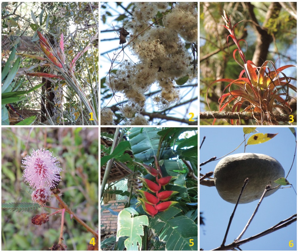 Especies nativas del Jardín Botánico del Centro de
Interpretación Ambiental Felipe II 1. Tillandsia fasciculata; 2. Clematis
acapulcensis; 3. Tillandsia polystachia; 4. Mimosa albida; 5. Heliconia
rostrata; 6. Swietenia macrophylla. 

 