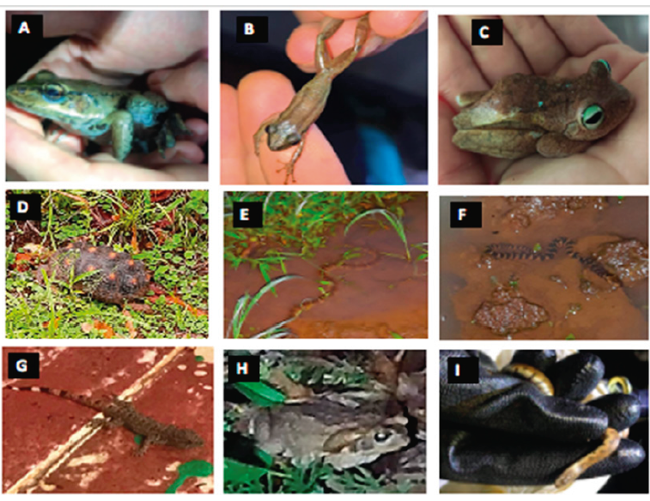 Especies de anfibios y reptiles identificados en la reserva El Caduceo: A Lithobates palmipes;B Scinax ruber; C Boana sp.; D Chelonoidis carbonaria; E Helicops angulatus; F Leptodeira rhombifera;G Gonatodes concinnatus; H Rhinella sp.; I Leptodeira sp.