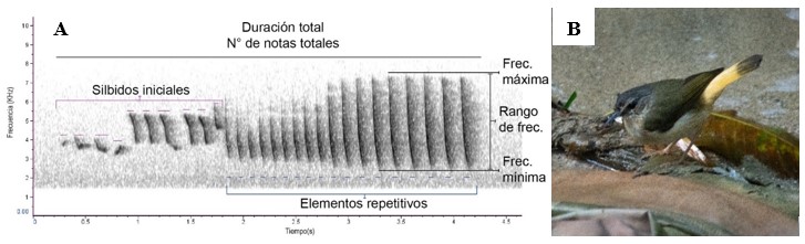 Especie objeto de
estudio: A. Estructura del canto de Myiothlypis fulvicauda; B.
Adulto de M. fulvicauda