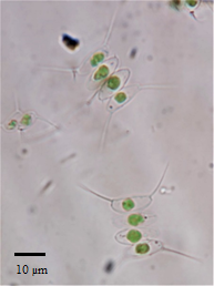 Desmodesmus armatus (1.000x)