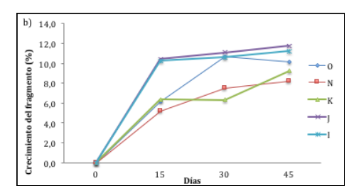 Porcentaje de crecimiento lineal de los morfotipos de A. cervicornis. n = 12 (morfotipo O); n = 12 (morfotipo N); n = 12 (morfotipo K); n=12 (morfotipo J); n = 12 (morfotipo I).