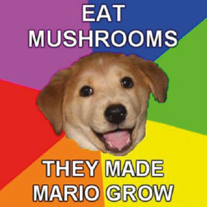El meme, tipo imagen macro, Advice dog (2006).