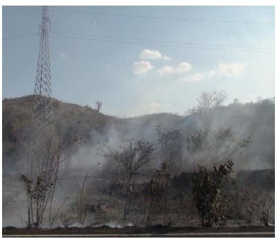 Pérdida de vegetación a causa de incendios
