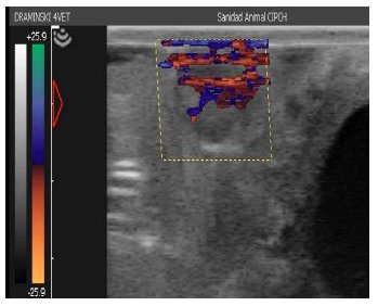 Evaluación ultrasonográfica de las 

 características Doppler del CL de llamas
receptoras