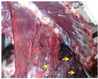 entral region thoracic cut. Pleural and,   pericardial adherence was observed in the sternum,   equimotic hemorrhages in the pericardic zone