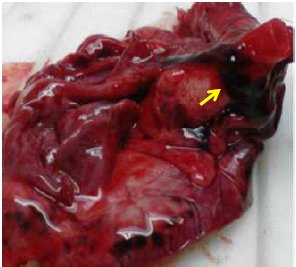Heart
  surface. Petechial and sub-pericardial equimotic hemorrhages were observed in
  atriums and blood vessels
