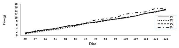 Comparative graph of shrimp growth – L.
vannamei in the four ponds versus days of culture