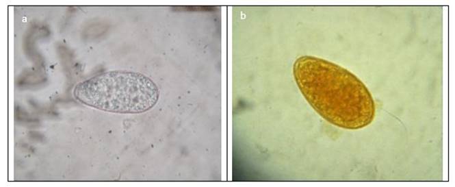 Huevo de C microbothrioides en microscopio a 10X Sin colorante (a) y con lugol parasitológico al 5% (b)
