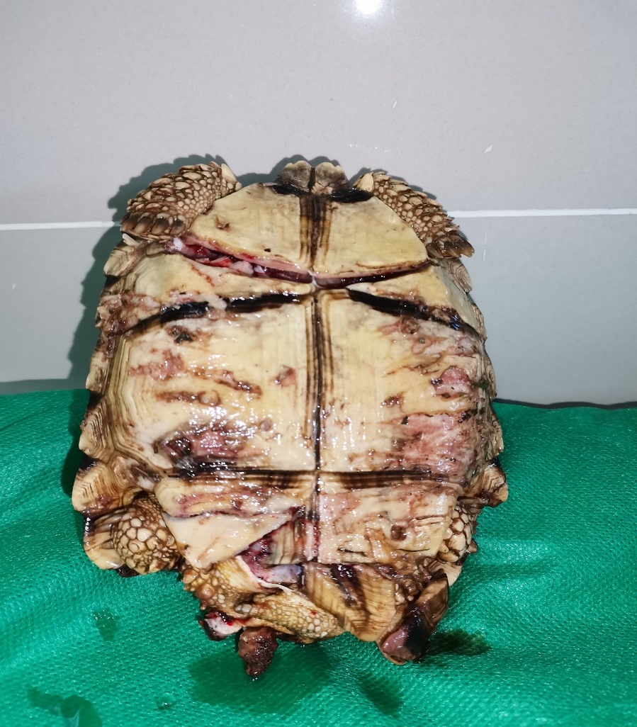 Lesions with loss of continuity and bone tissue