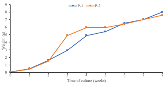 Performance of shrimp Litopenaeus
vannamei, during culture using 0.3 ‰ well water