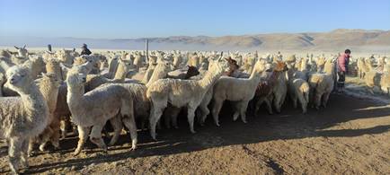 Crianza de alpacas en los atos andes del Altiplano peruano (Pinaya, Santa
Lucía, Puno)
