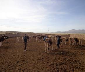 Animales del Fundo