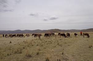 Animals in the grazing field
