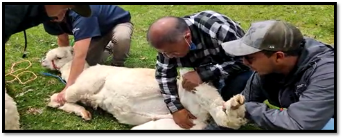 Evaluación de aparato reproductor del macho