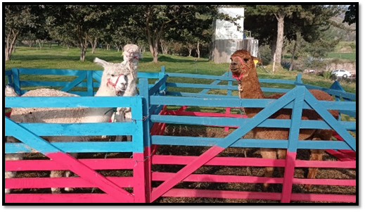Separación de las alpacas
hembras y machos