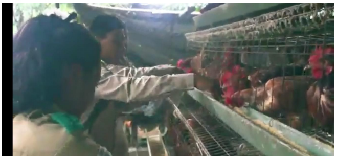 Proyectos
avícolas en el Instituto Hermana María Mercedes Pérez del Bale de Ñurún.