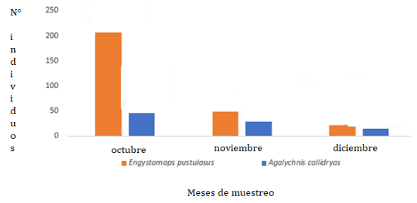 Abundancia de dos especies de anuro durante periodo lluvioso del estudio