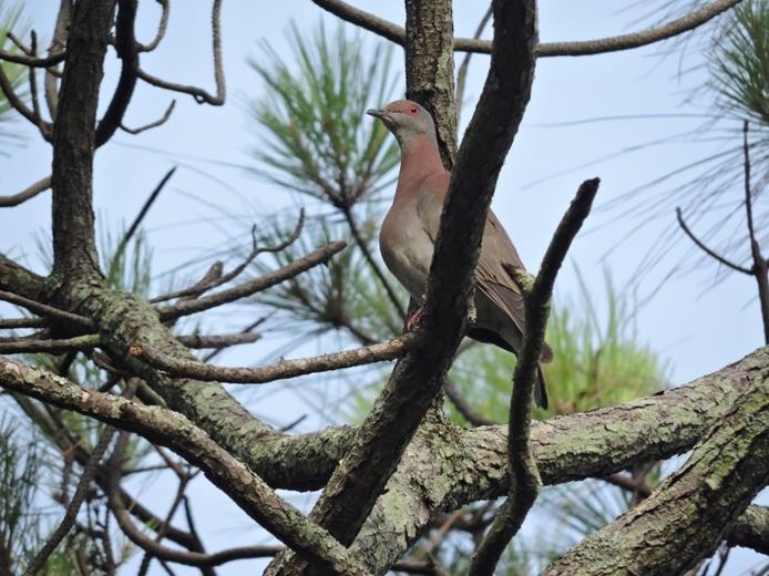 Foto Patagioenas cayennensis Paloma
colorada (22/7/16) Fotografo Gerardo Bryand