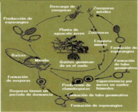 Ciclo     patológicde     Phytophthora cinnamomi.Tomado de Coffey, 1987