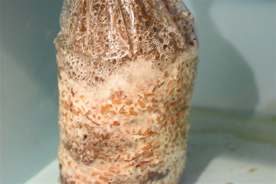 Colonización del micelio