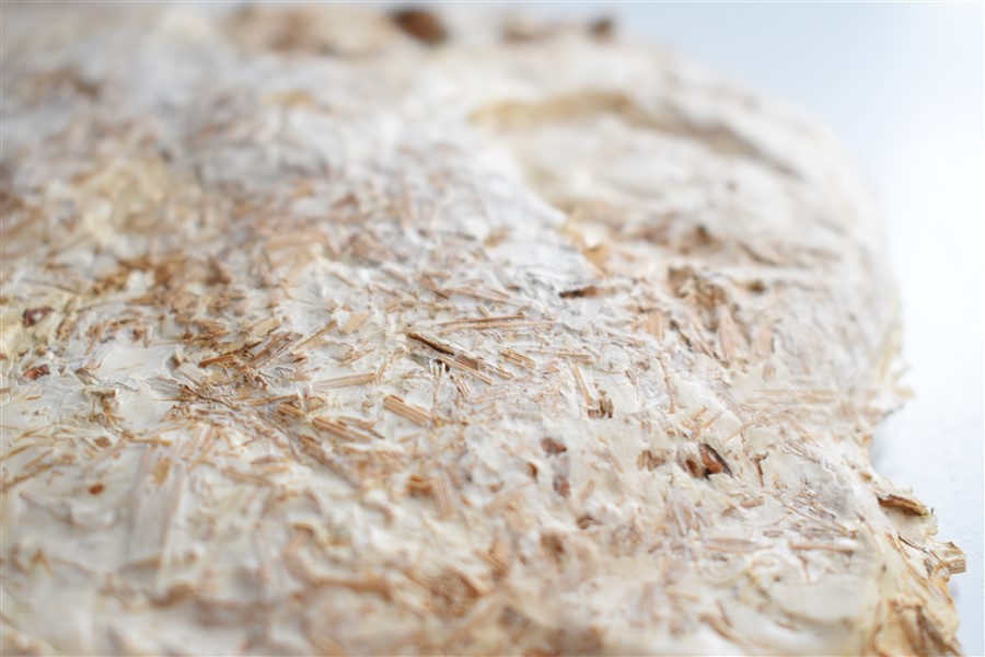 Detalle colonización del sustrato la pieza derecha superior (Fig.4)