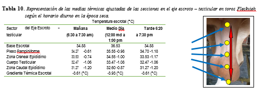 Representación de las medias térmicas ajustadas de las secciones en el
eje escroto – testicular en toros Fleckvieh según el horario diurno en la época
seca.