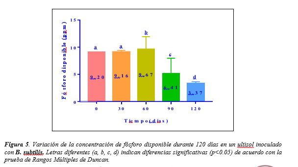 Variación de la concentración de fósforo disponible durante 120 días
en un ultisol inoculado con B. subtilis.
Letras diferentes (a, b, c, d) indican diferencias significativas
(p<0.05) de acuerdo con la prueba de Rangos Múltiples de Duncan.