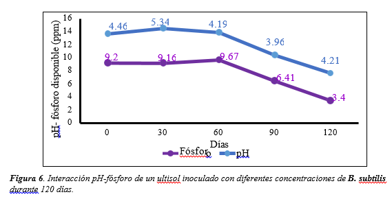 Interacción pH-fósforo de un ultisol inoculado con diferentes
concentraciones de B. subtilis 

durante 120 días.