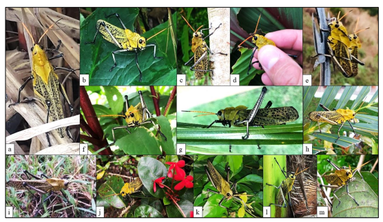 Vegetación asociada a T. varipennis: a) Caña (Foto: J. Lezcano); b) Otoe; c) Rambután (Foto: L. Marquínez); d) Canna sp.; e) Áreas verdes de
David; f) Saril; g) Palma fénix; h) Palma
ornamental (Foto:

L. Marquínez); i) Grama Toro; j) Ixora; k) Jardín (Foto: L. Marquínez); l) Palma hoja de abanico ; m) Árboles frutales (Foto: L. Marquínez).