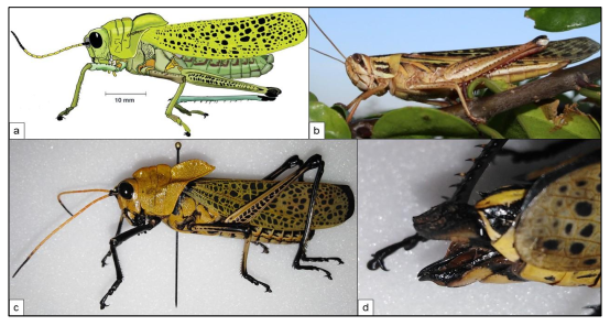 Comparación de insectos
colectados con Schistocerca piceifrons
piceifrons: a) Taeniopoda varipennis; b) S.
piceifrons; c) Adulto de Taeniopoda varipennis; b) Valvas de Taeniopoda varipennis.