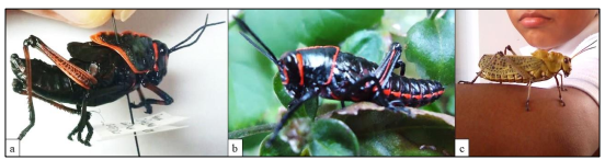  Confirmación de T. varipennis en
otras provincias: a) Ninfa colectada en caña de Azúcar, El Roble-Coclé (Foto: R. Atencio); b) Ninfa en Panamá (Foto: R. Hernández); c) Adulto en Panamá (Foto: R. Hernández).