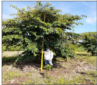 Altura árbol de caimito.