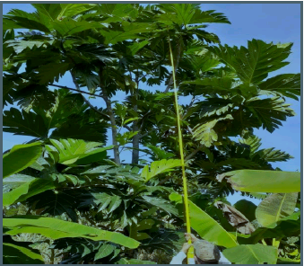 Altura árbol de fruta de pan.