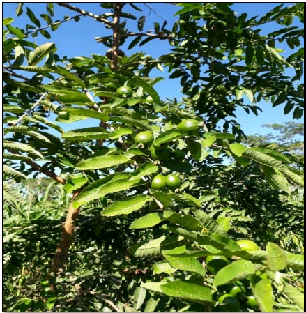 Arbol de guayaba en produccion. 