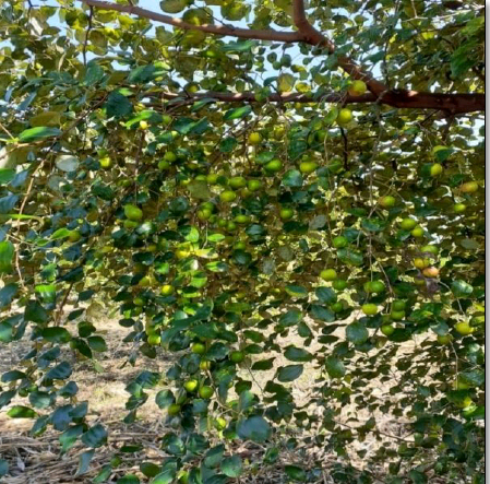 Arbol de guinda en produccion.
