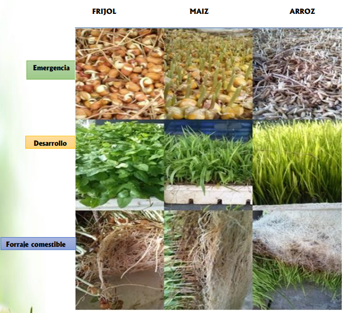Fases del
ciclo de producción del forraje hidropónico en Maíz, frijol y arroz.