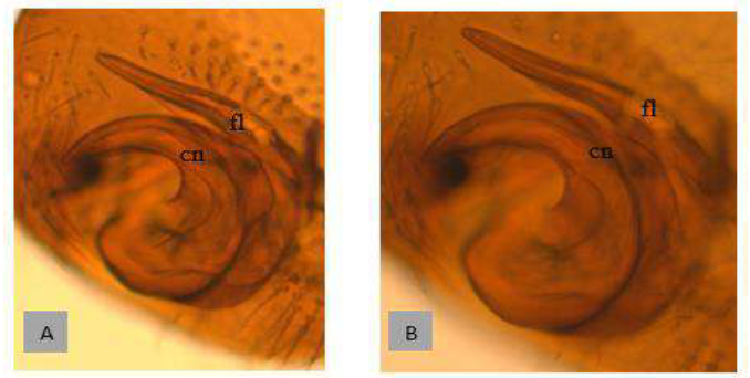 Parámero: genitalia con clasper en dos de tamaños
aproximadamente iguales. Aumento: A) 100 µm, (20X); B) 50 µm, (40X). (cn) cono; (fl) flagelo.