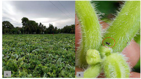 A) Sitio de muestreo Los Santos, El Espinal: Cultivo de Zapallo (Cucurbita moschata); B) O. insidiosus
sobre el primordio floral del Zapallo.  

 