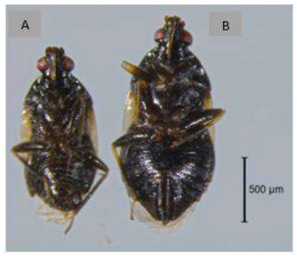 Adultos de O. insidiosus; dimorfismos sexual: A) Macho de menor tamaño y,
los últimos segmentos abdominales orientados hacia la derecha visto
ventralmente (asimétrico); B) Hembra de mayor tamaño y robusta, en los últimos
tres segmentos del abdomen se observa un aparato ovopositor recto (simétrico).