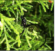  P. polyturator.