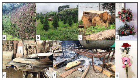 Usos del ciprés: a)
Cerca viva; b) Árboles de navidad; c) Banco; d) Decoración (Foto: A. Domingo);
e) Ebanistería; f) Leña; g) Presentes.