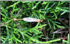  Pareja
de Tipula sp., copulando. 