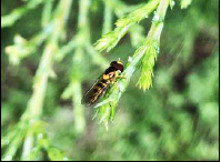  Allograpta sp.