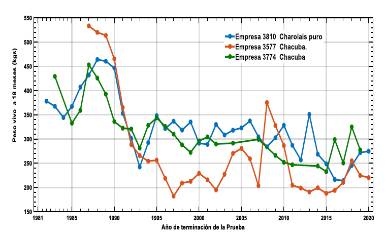 Evolución del Peso vivo a 18
meses de edad de las Pruebas de comportamiento del Charolais
y Chacuba.